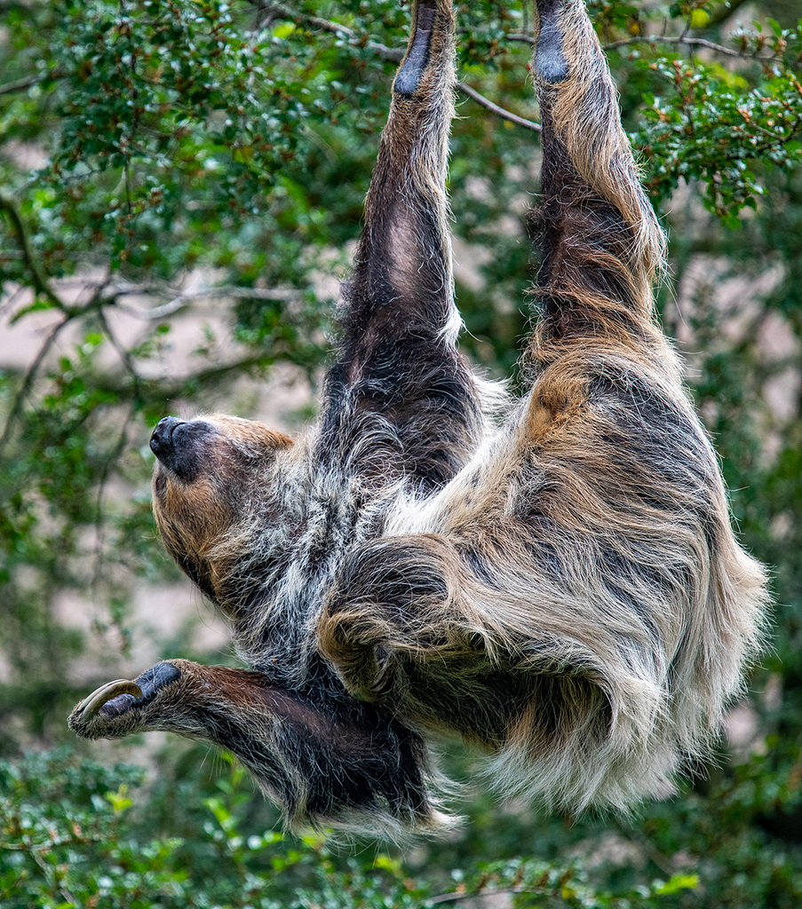 Sloth
