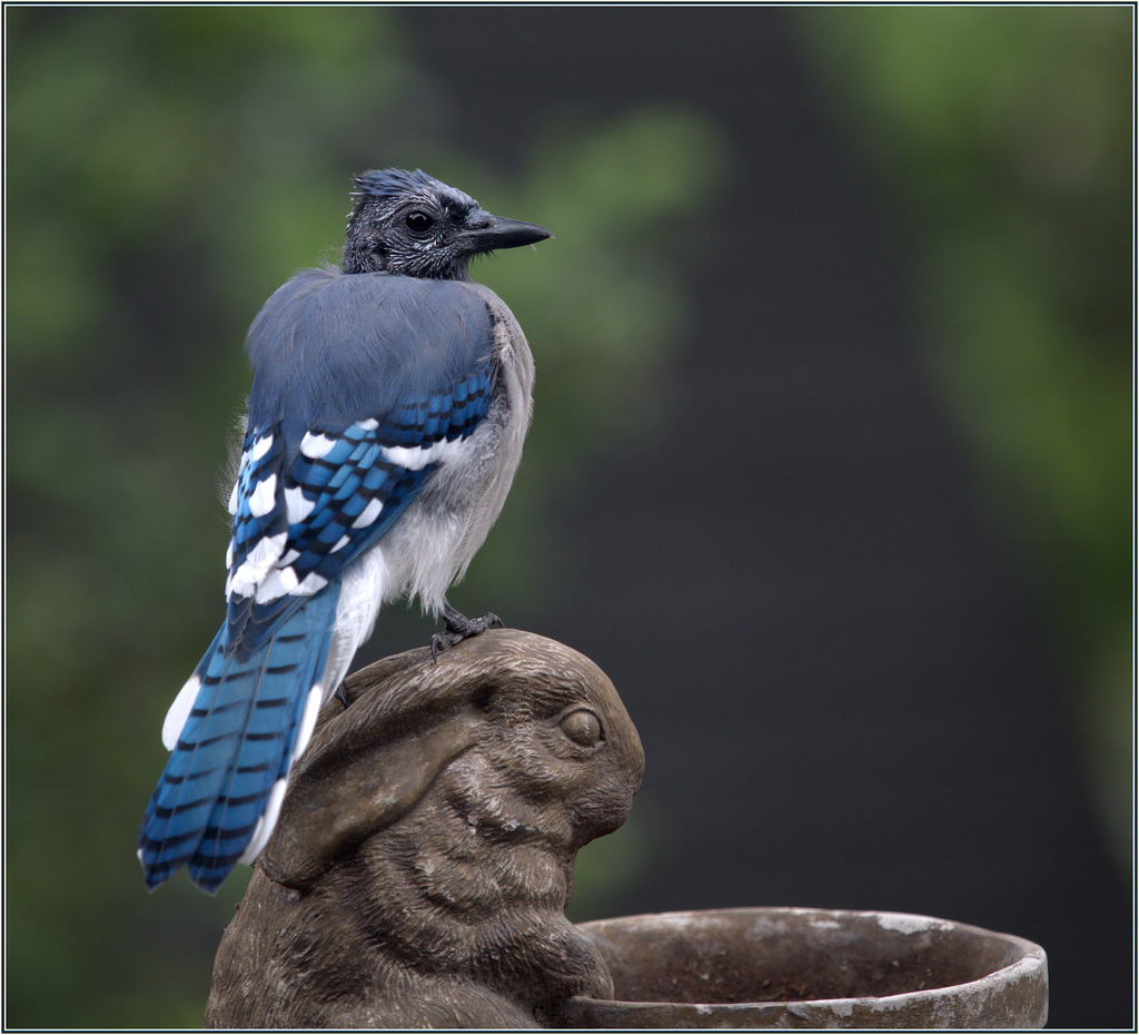 Still with his downy feathers