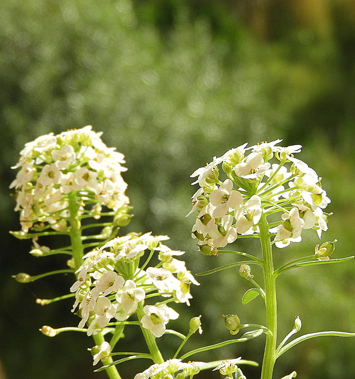 Iberis pianta (scheefbloem)