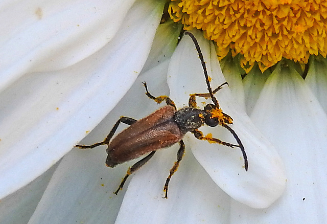 20210619 0976CPw [D~LIP] Rothalsbock (Leptura rubra), Wiesen-Margerite (Leucanthemum vulgare agg), Bad Salzuflen