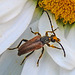 20210619 0976CPw [D~LIP] Rothalsbock (Leptura rubra), Wiesen-Margerite (Leucanthemum vulgare agg), Bad Salzuflen