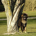 20220312 0362CPw [D~MI] Hundewiese, Hille