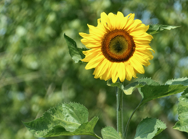 Leuchtende Sonnenblume