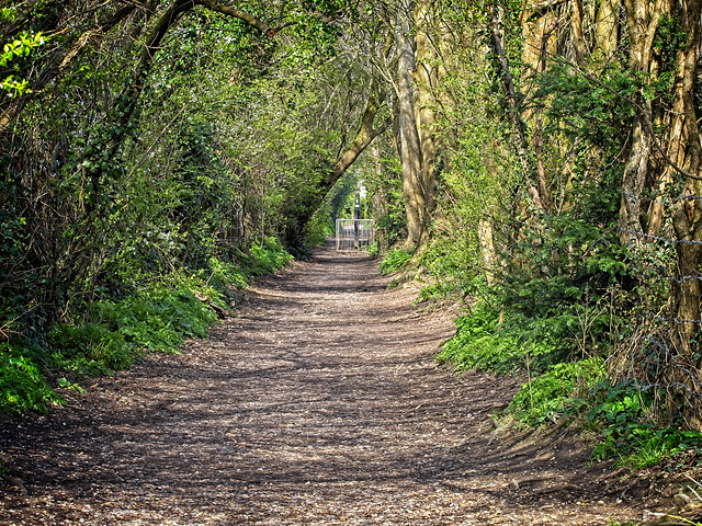 Tree Tunnel