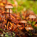Die kleinen Pilze am Waldboden :))  The little mushrooms on the forest floor :))  Les petits champignons sur le sol de la forêt :))