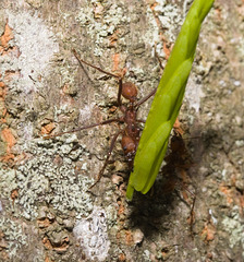 IMG 8267 Leaf Cutter Ants-2