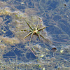 Spider walking on water