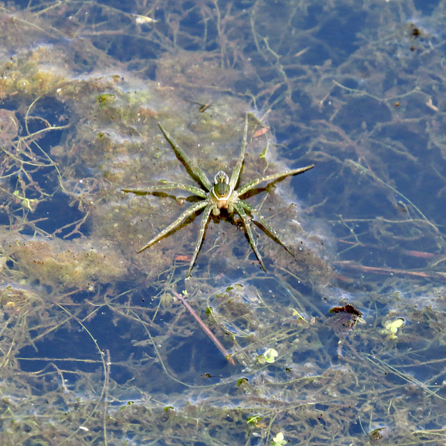 Spider walking on water