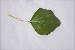 Ivy