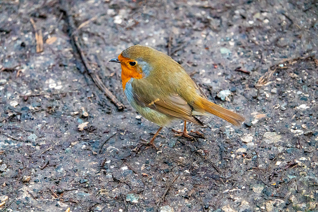 Robin