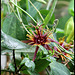 Passiflora 'Sunfire' (1)