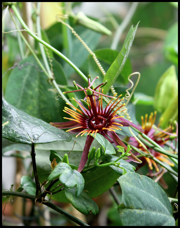 Passiflora 'Sunfire' (1)