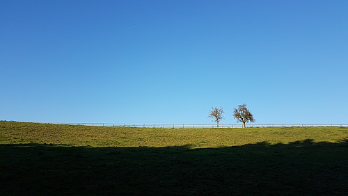 Zwei Bäume - Two trees