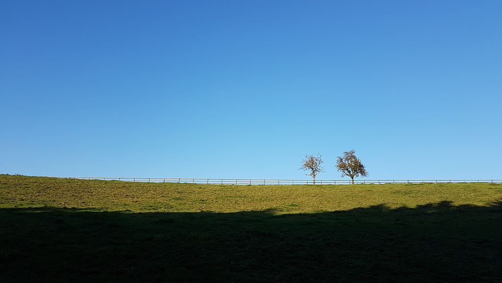 Zwei Bäume - Two trees
