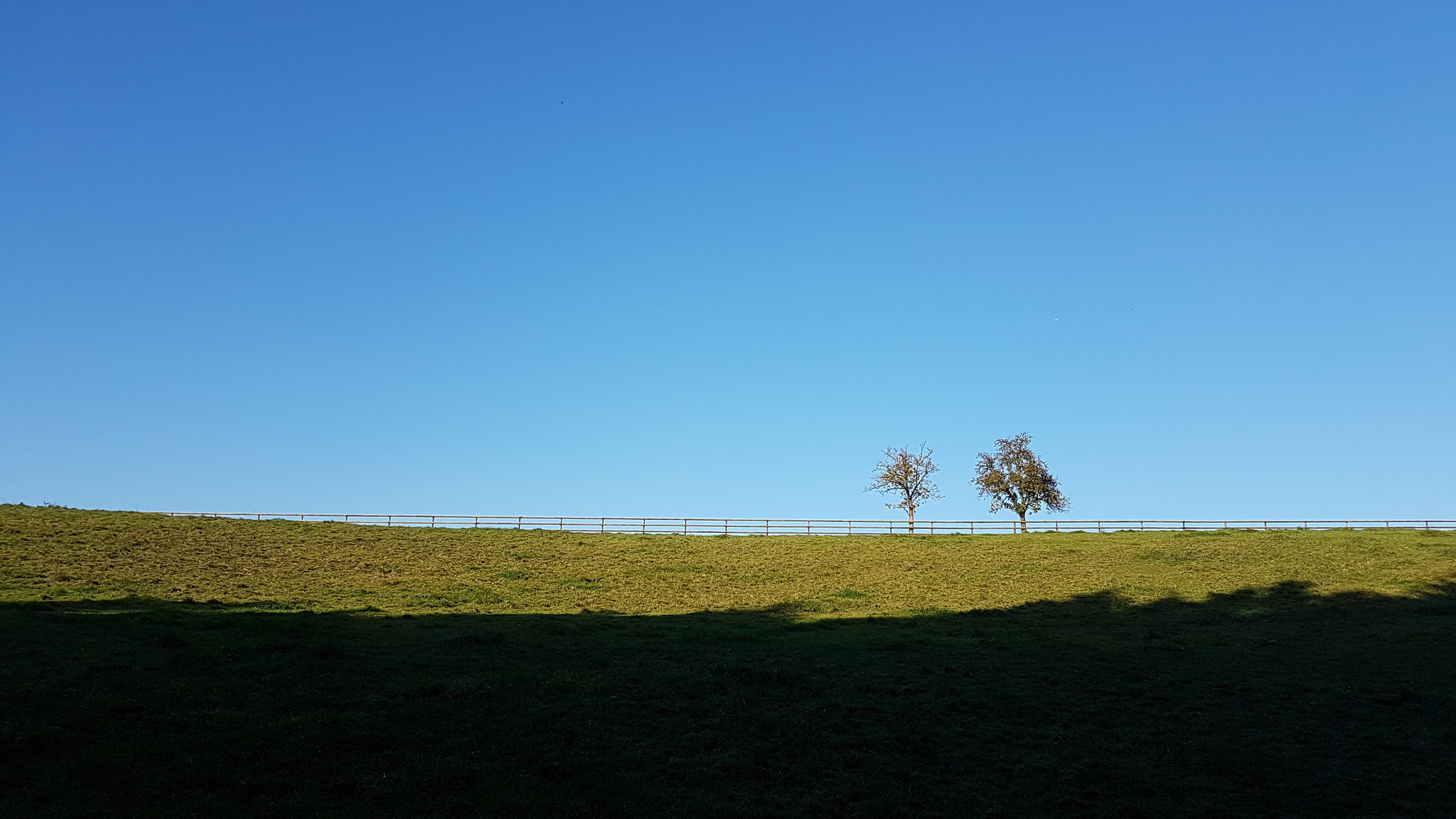 Zwei Bäume - Two trees