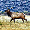 Tule Elk