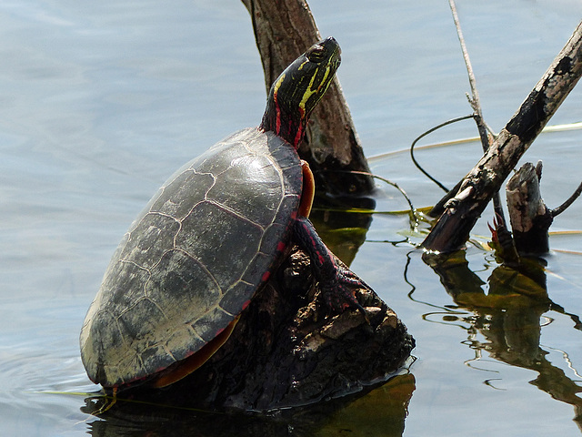 Day 3, Painted Turtle, Hillman Marsh