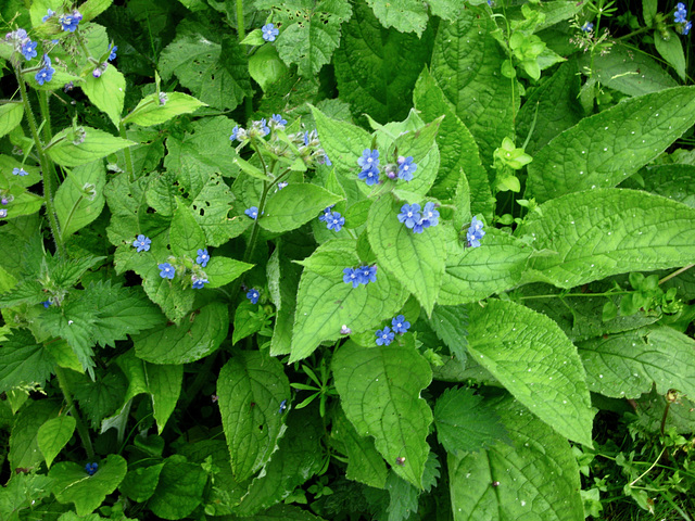 Green alkanet (Pentaglottis sempervirens)