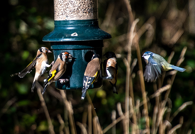 Birds in flight6