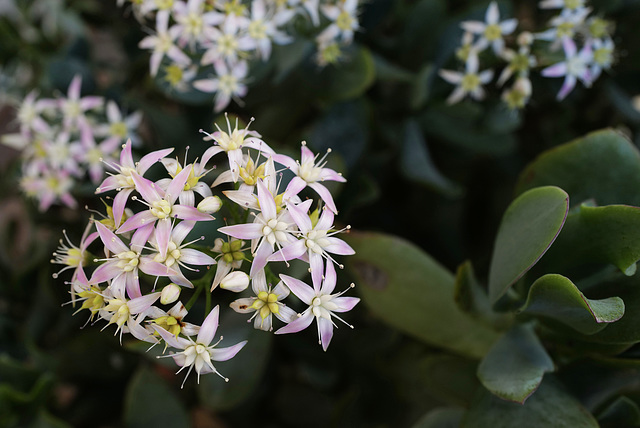 Crassula arborescens