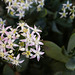 Crassula arborescens