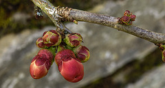 20200315 6819CPw [D~LIP] Japanische Quitte (Chaenomeles japonica) Knospen, UWZ, Bad Salzuflen