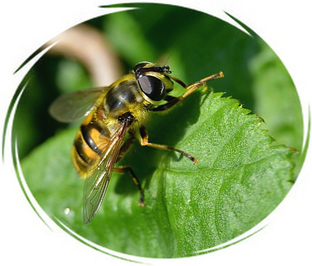 Wasp ? ...Bee ? or Hornet ?....It's a Hoverfly !!!