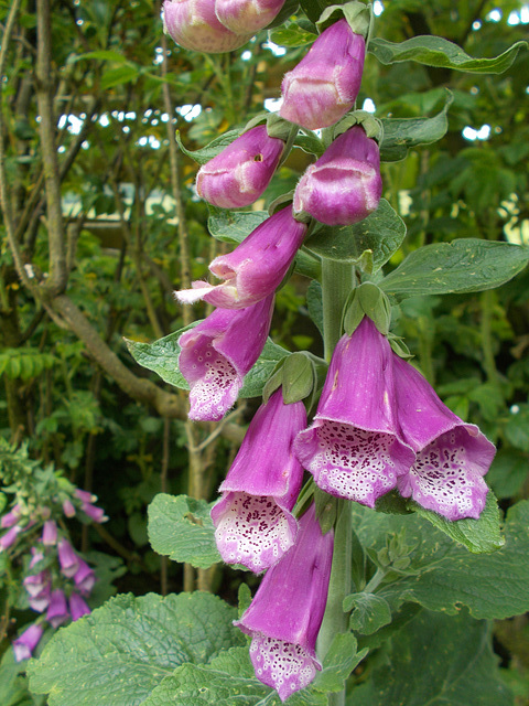 gdn - foxglove