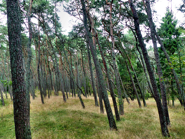 Curonian Spit