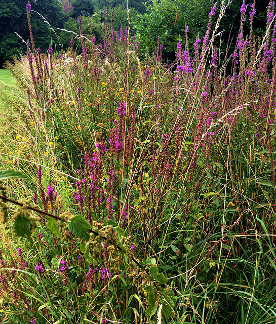 Fleurs des champs