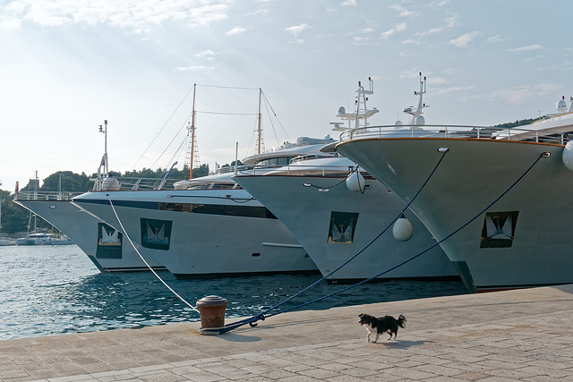 Gros yachts et petit chien