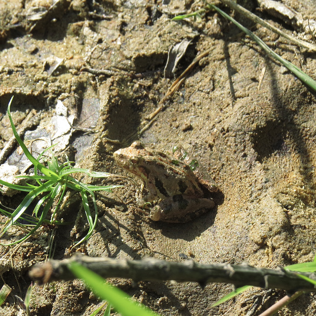 A very small frog A very small frog