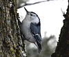 White breasted nuthatch_IMG 20250202 223219