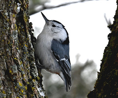 White breasted nuthatch_IMG 20250202 223219