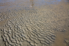 20140907 4868VRAw [NL] Watt, Terschelling