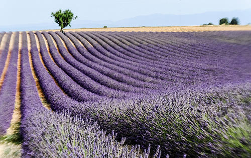 les déferlantes sur le plateau de Valensole