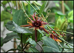 Passiflora 'Sunfire' (2)