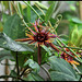 Passiflora 'Sunfire' (2)