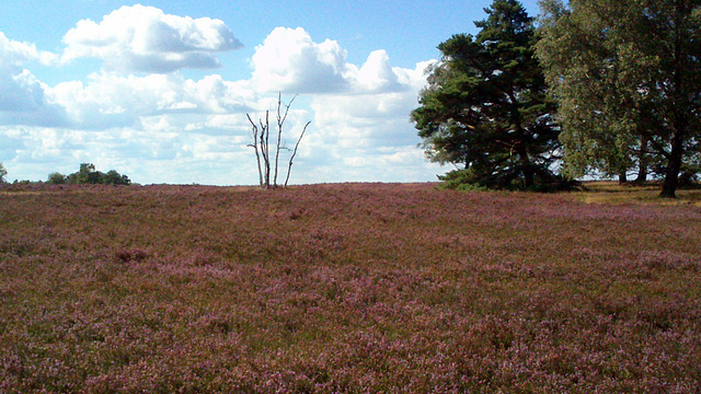 Tod in der Heide