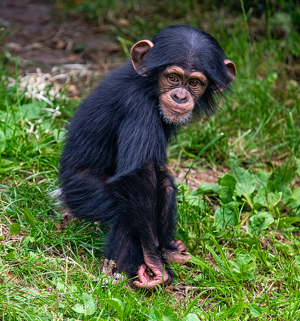 Young chimp