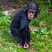 Young chimp