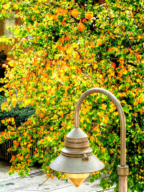 The lime tree dresses autumnally... ©UdoSm