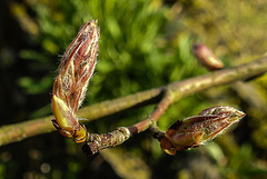 20200315 6820CPw [D~LIP] Kupfer-Felsenbirne (Amelanchier lamarckii) Knospen, UWZ, Bad Salzuflen