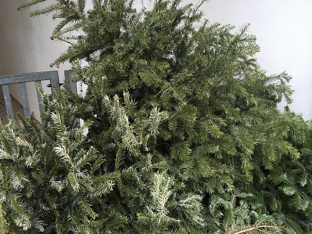 weihnachtsbaum 3319