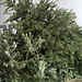 weihnachtsbaum 3319