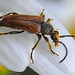 20210619 0985CPw [D~LIP] Rothalsbock (Leptura rubra), Wiesen-Margerite (Leucanthemum vulgare agg), Bad Salzuflen