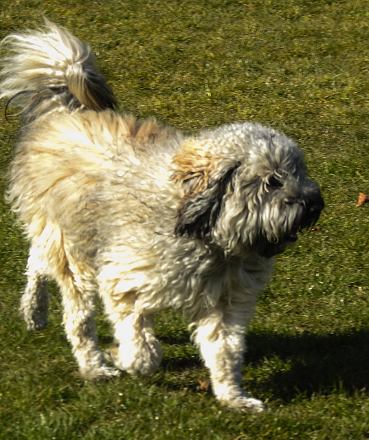 20220312 0364CPw [D~MI] Yoshi, Hundewiese, Hille