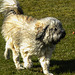 20220312 0364CPw [D~MI] Yoshi, Hundewiese, Hille