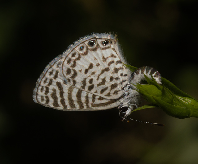 IMG 8294 Butterfly-1-1