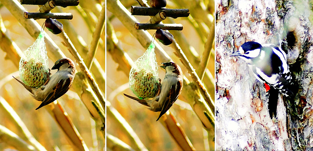 Birds watching: Theft on the fat balls - Version 2, the Woodpecker number....  ©UdoSm .